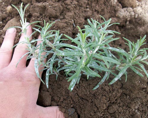 Tending to rosemary