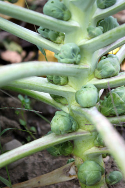 Brussels sprouts