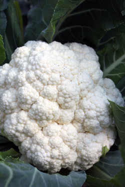 Cauliflower