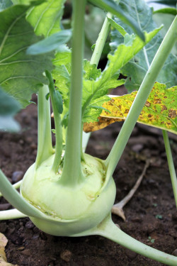 Kohlrabi