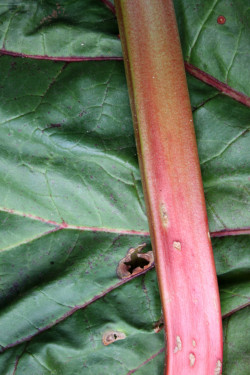 Rhubarb